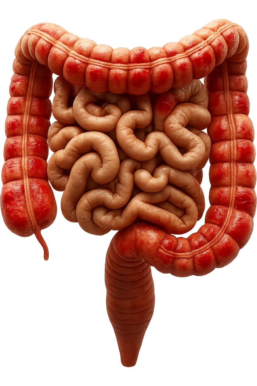 intestino umano anatomico realistico con gonfiori e rossori sul colon iperrealistico 4k emoji