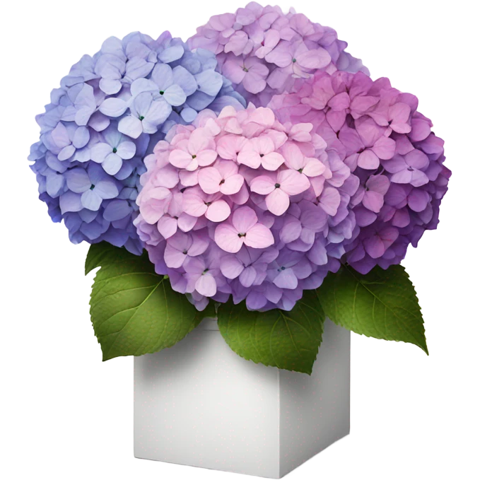 3 faded hydrangea's from pink to purple inside white box emoji