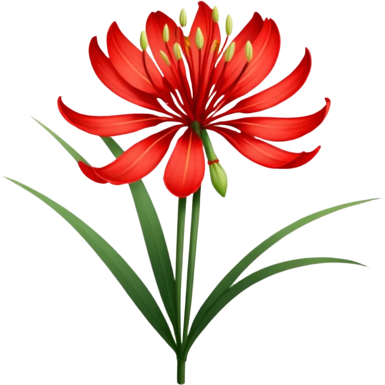 Lycoris radiata emoji