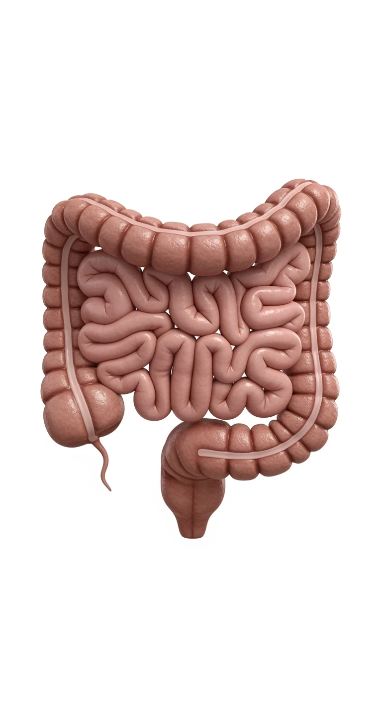 intestino umano anatomico, iperrealistico 4k, ISOLATA SU SFONDO BIANCO emoji