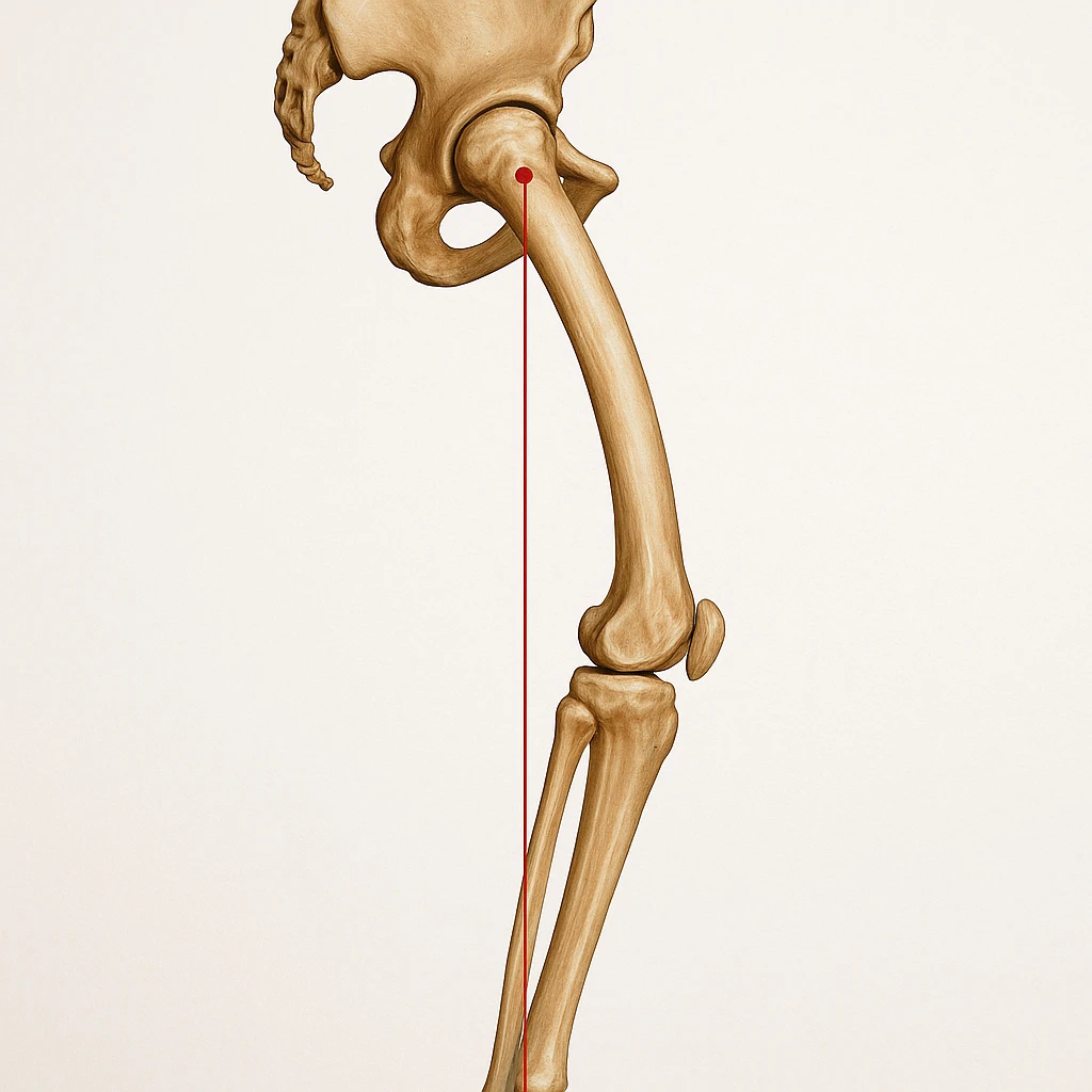 Hyperrealistic anatomical illustration 4K, rear view, 1:1 proportion, normal knee seen from the side, pelvis bones, femur, tibia, and fibula clearly highlighted, red mechanical axis line, realistic details, medical style, neutral background. emoji