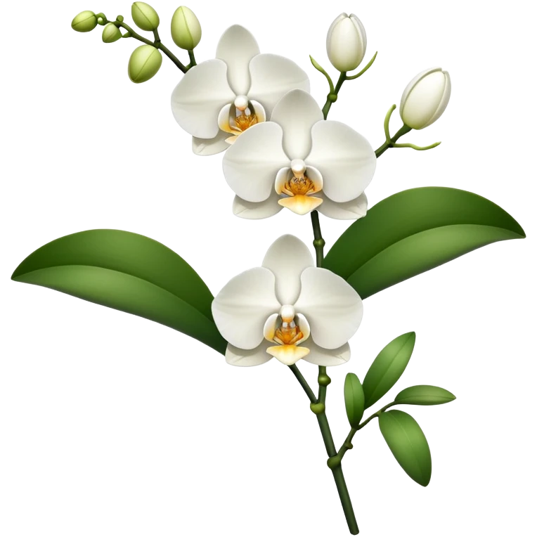 Single elegant orchid stem with several blooms on one stalk and a few green leaves at the base emoji