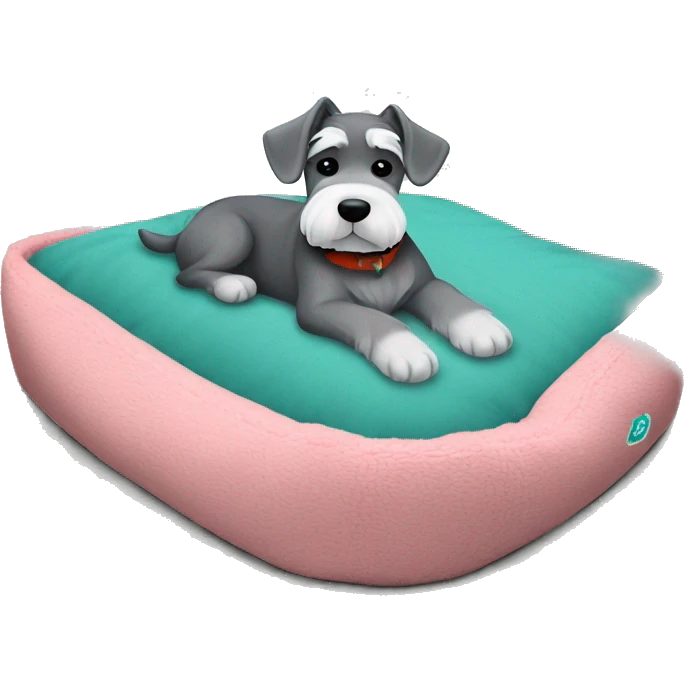 Grey and white mini schnauzer full body asleep in teal dog bed      emoji