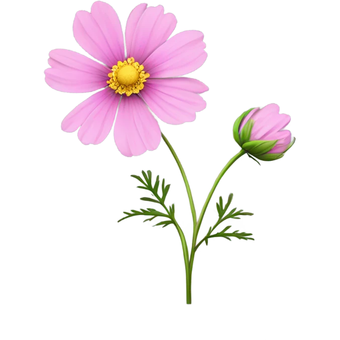 Cosmos flower  emoji