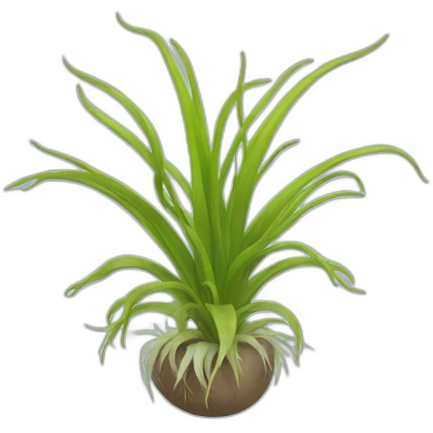 tillandsia emoji