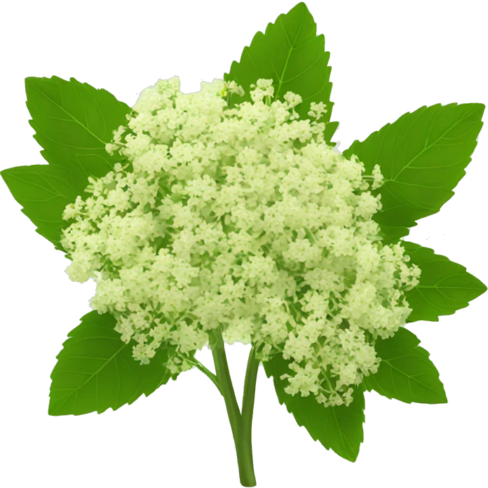 elderflower emoji