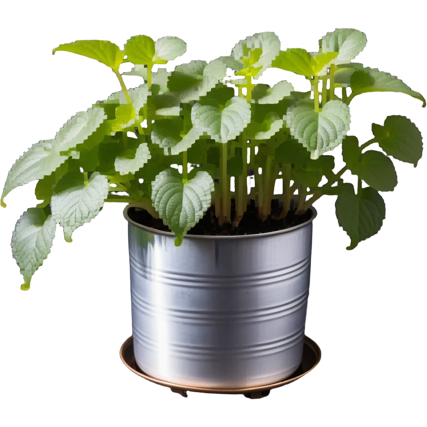 8-bit pixel art of small Plectranthus Verticillatus sprouts with round circular leaves in a shiny metallic planter emoji