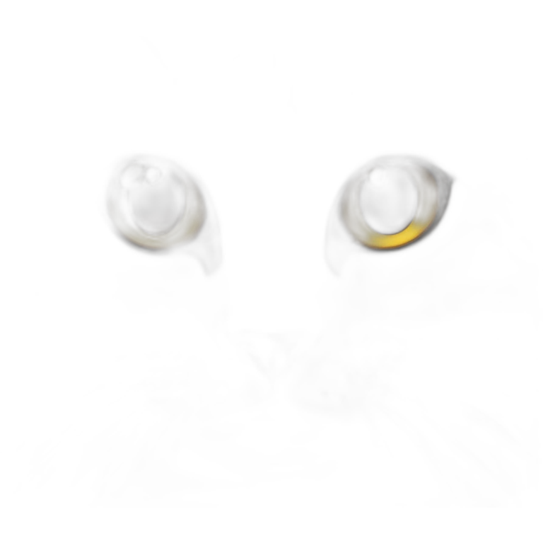 staring cat emoji