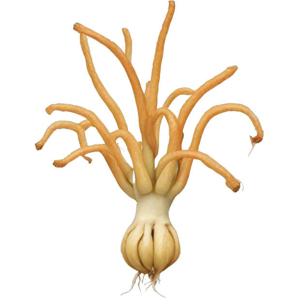 Ginseng  emoji