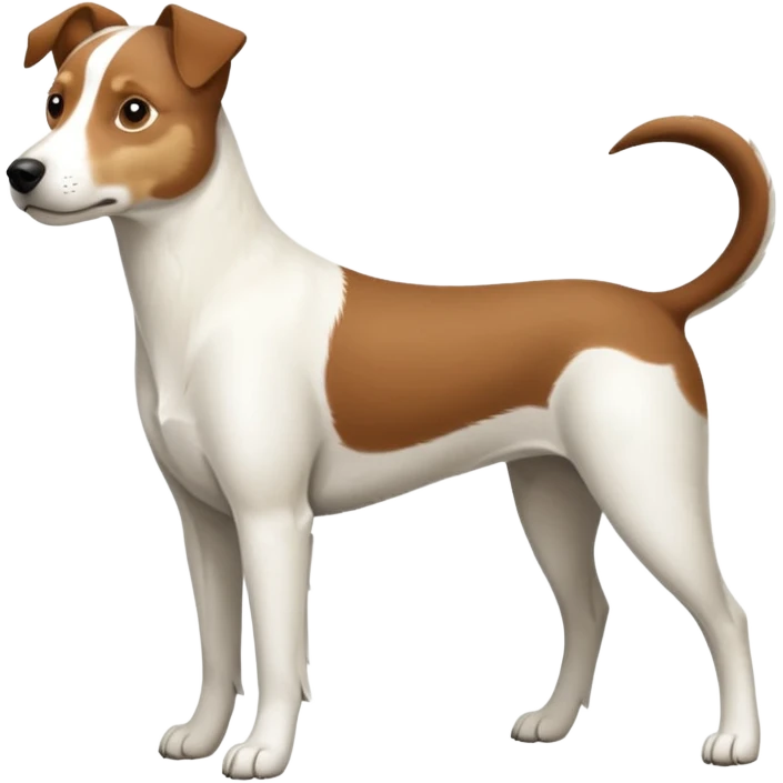 a full body large white parson russell looking dog the size of a kelpie with light brown ears and a light brown patch on one eye and a large snout emoji