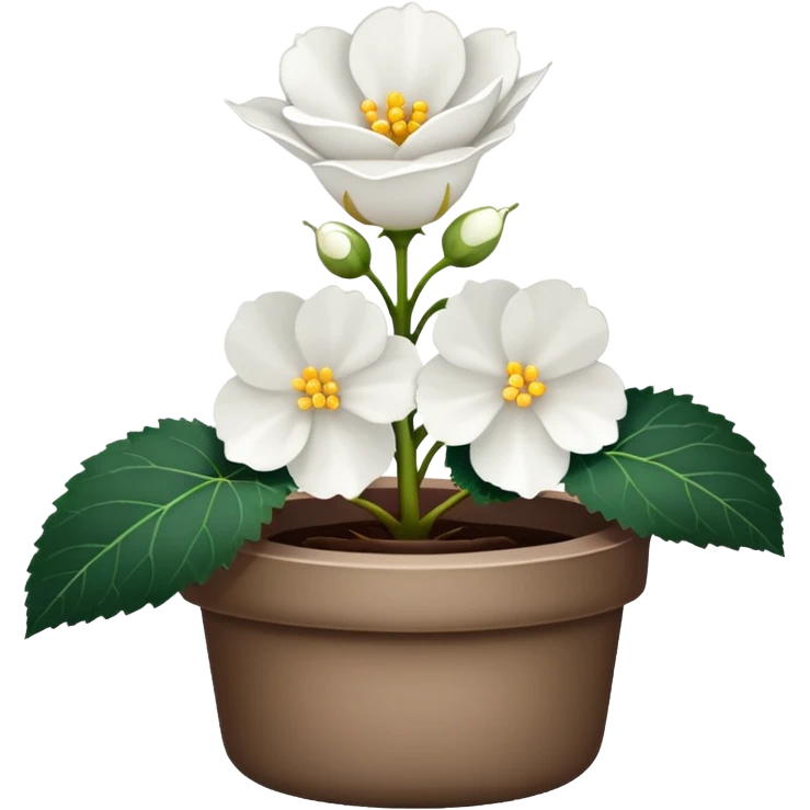 super realistic white begonia, singular, no leaf emoji