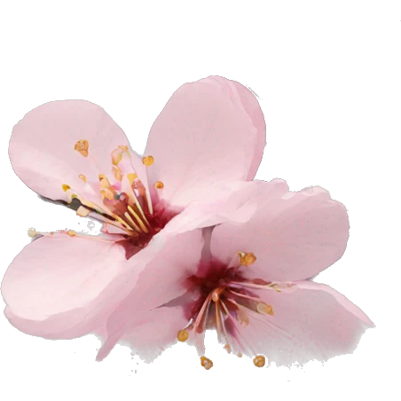 cherry blossoms emoji