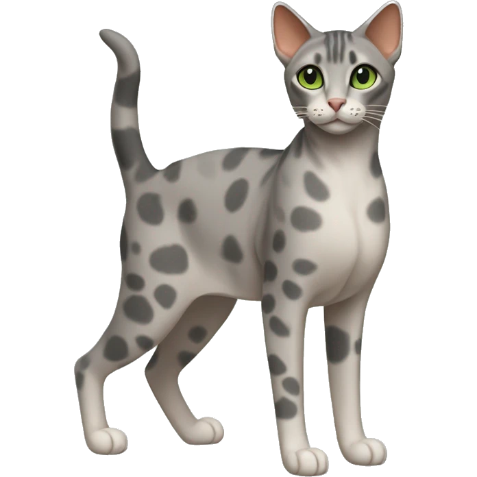 Short-haired oriental cat ,full body , grey coat with spots , green eyes , terracotta nuzzle emoji