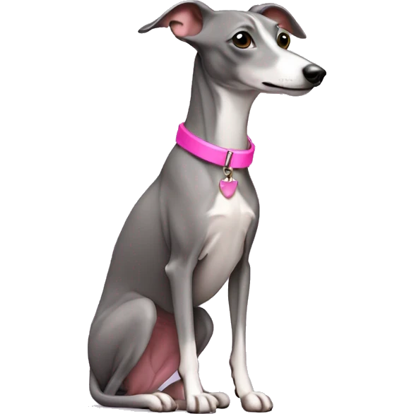 Grey Italian greyhound wearing pink collar emoji