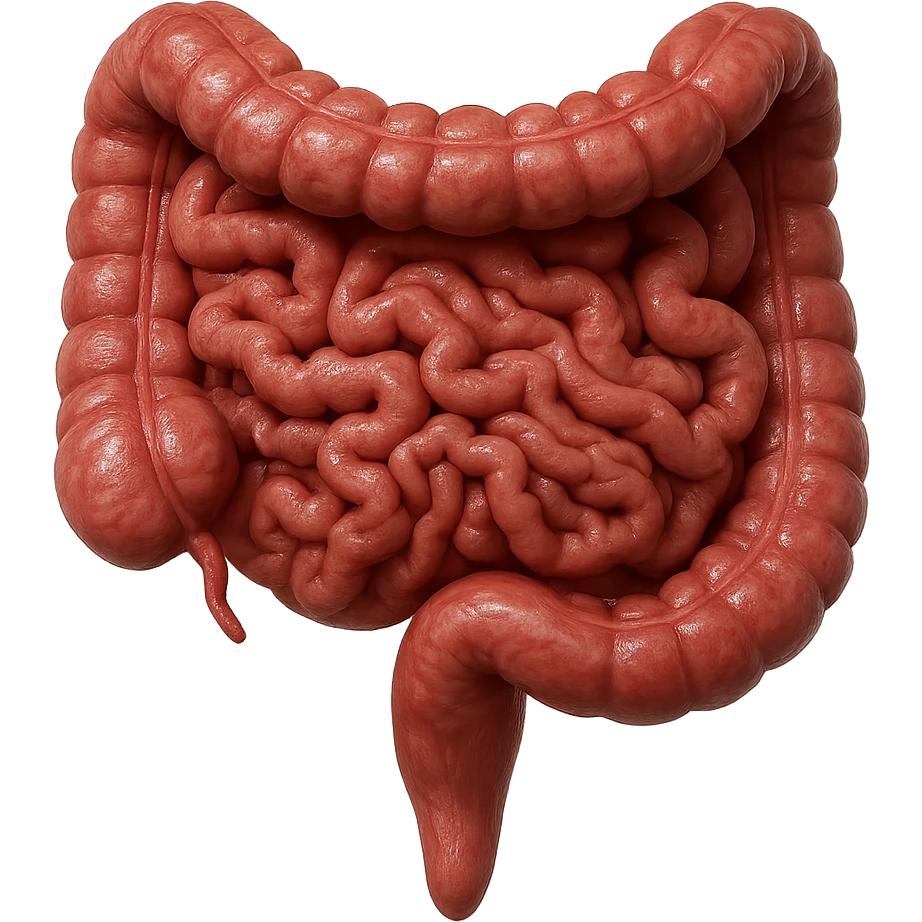 intestino umano anatomico realistico iperrealistico 4k emoji