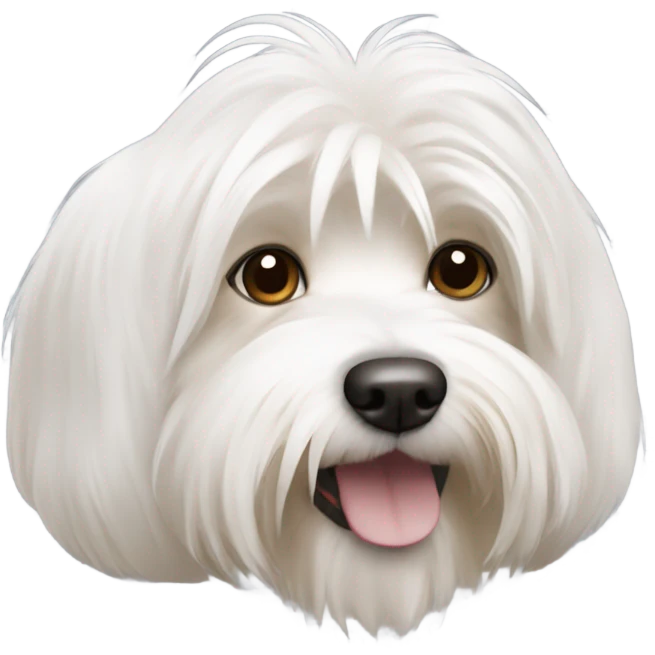 White havaneese with one brown ear  emoji