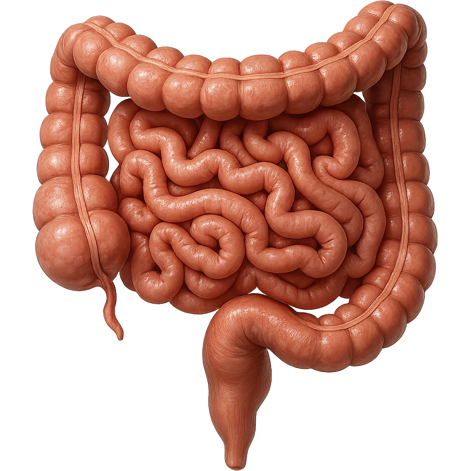 intestino umano anatomico, iperrealistico 4k emoji
