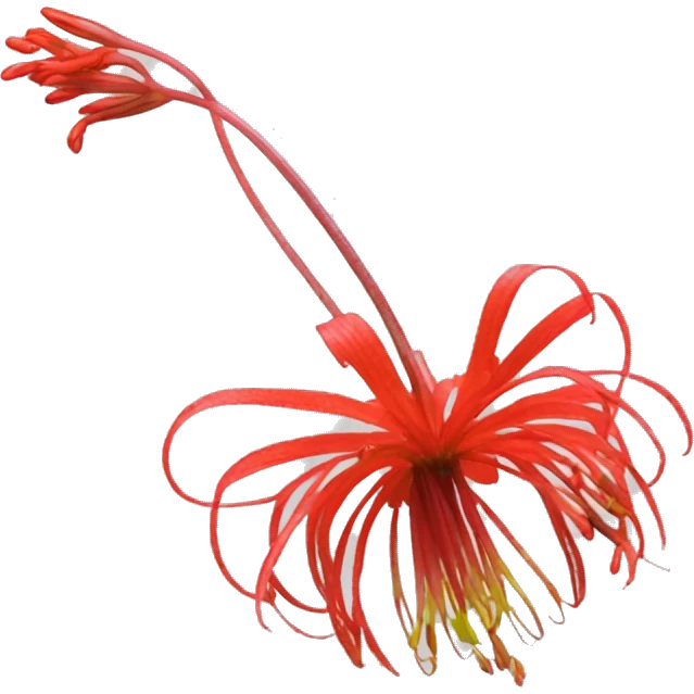 The Lycoris radiata flower emoji