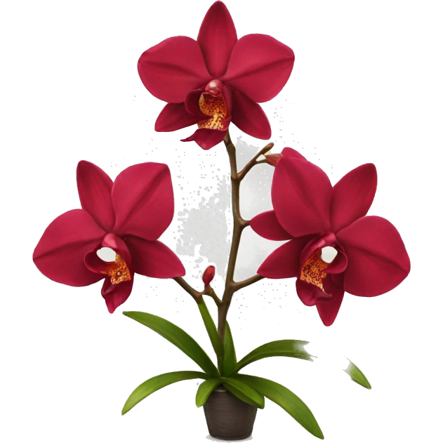 Red orchid only top emoji