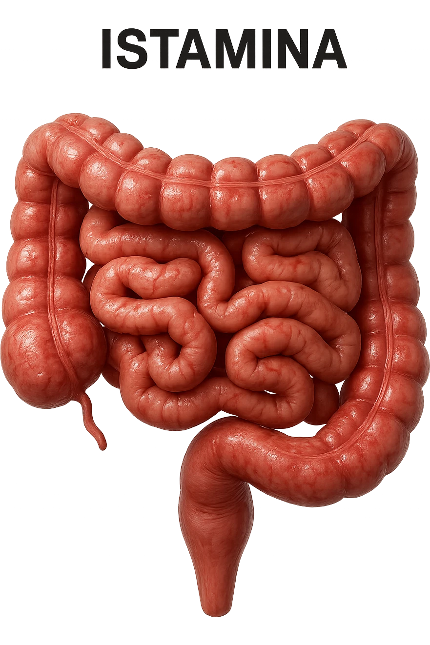 intestino umano realistico con la scritta "ISTAMINA" stampata sopra, iperrealistico 4k emoji