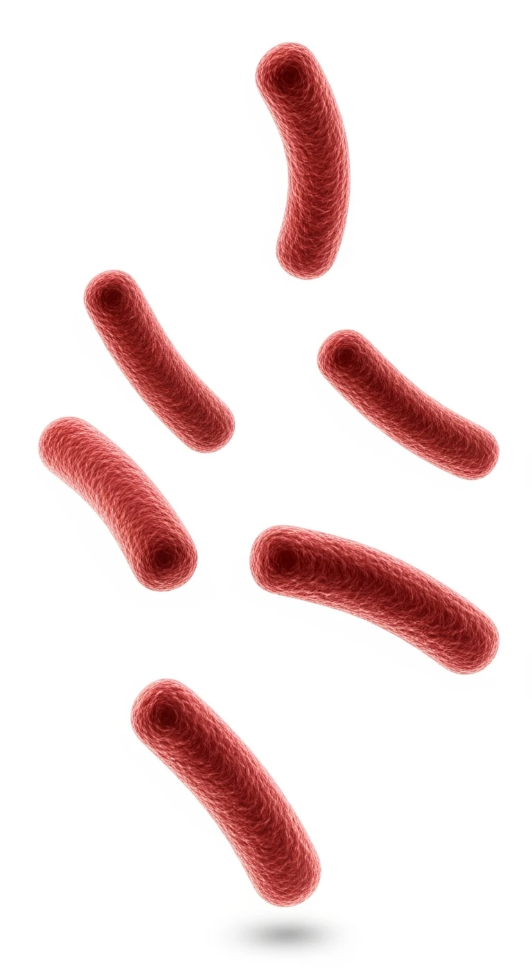 6 BATTERI DELL'INTESTINO ROSSI/BORDEAUX FLUTTUANO IN ARIA, IPERREALISTICO 4K, ISOLATI SU SFONDO BIANCO emoji