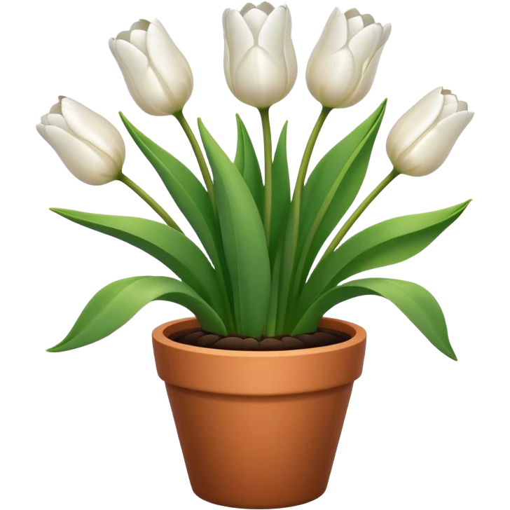 White tulips in pot  emoji
