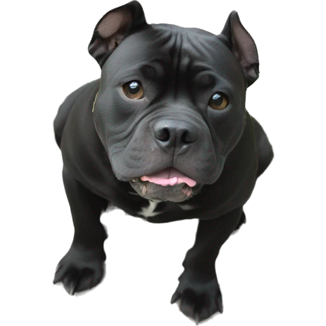 Solid Black American Bully with floppy ears emoji