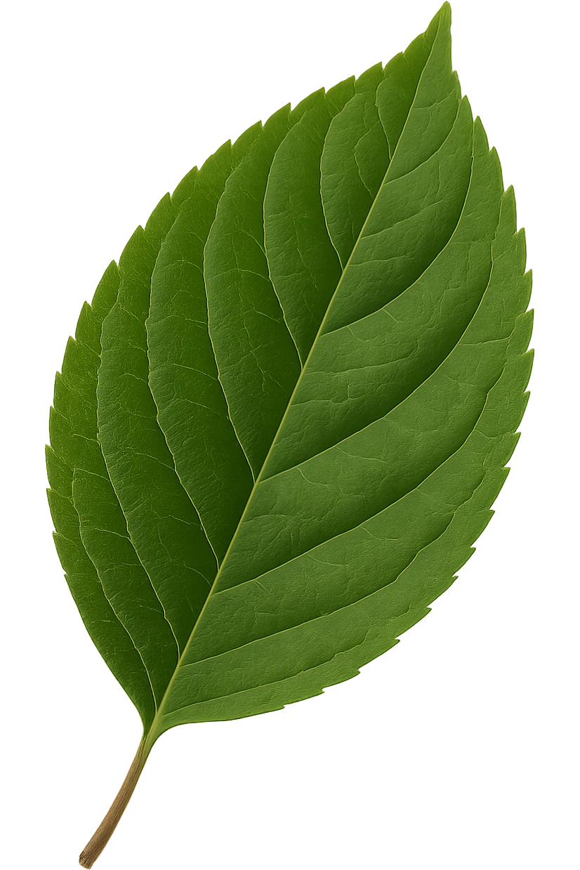 leaf , remove background emoji