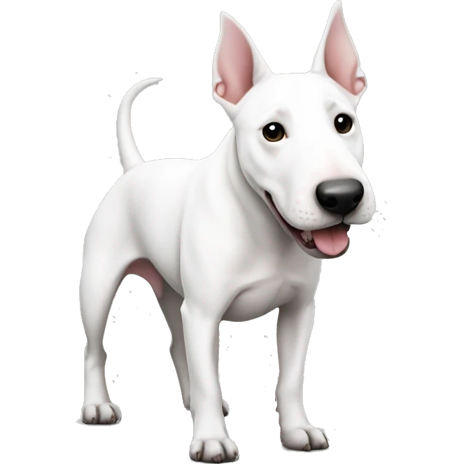 Bull terrier white with black nose like heart  emoji