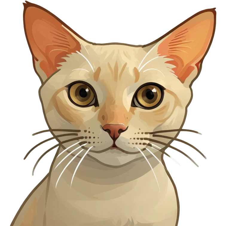 Cross eyed flame point Siamese shorthair  emoji
