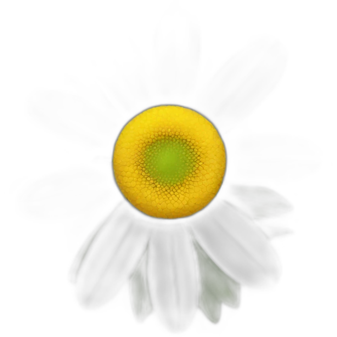 Daisy emoji