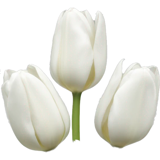 White tulips emoji