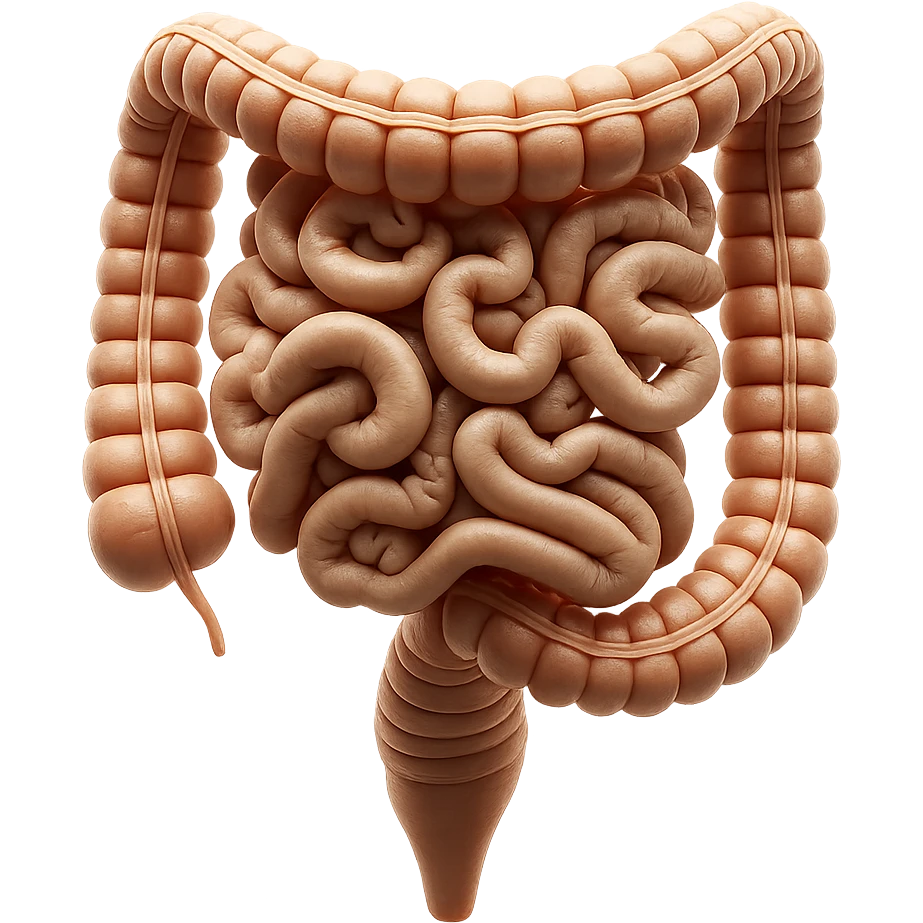 intestino umano anatomico realistico iperrealistico 4k emoji
