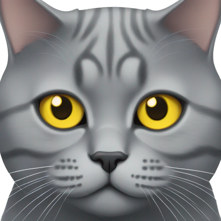 Grey big British shorthair cat with yellow eyes  emoji