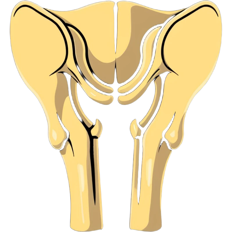 patella bone isolated, kneecap bone anatomical emoji
