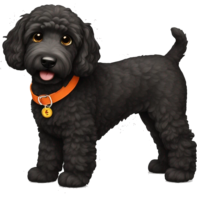 Black golden doodle wearing an orange collar emoji
