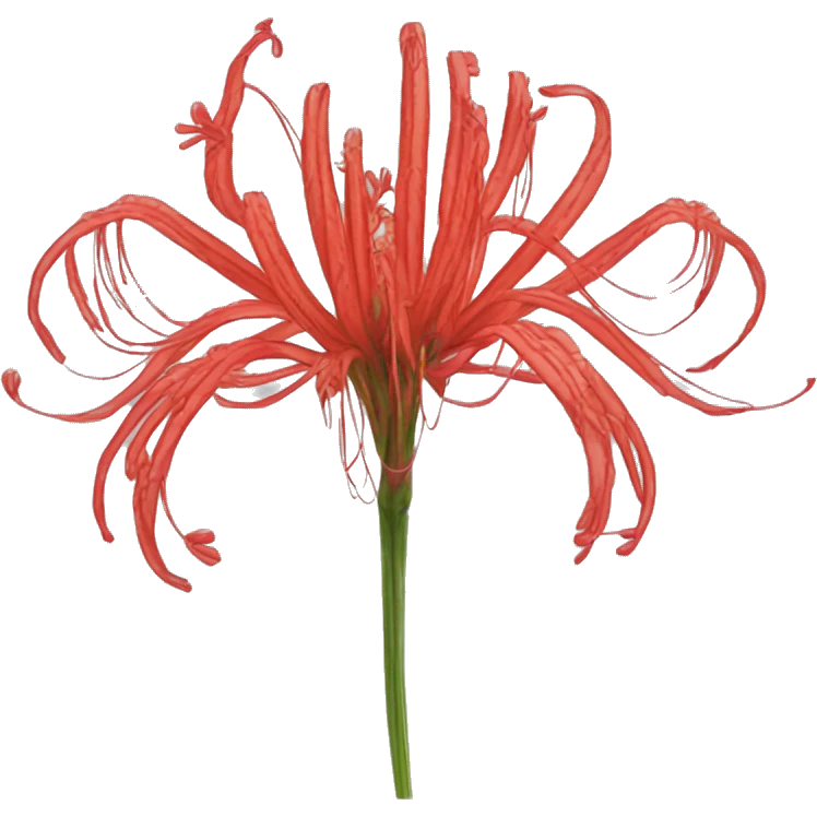 Lycoris radiata emoji