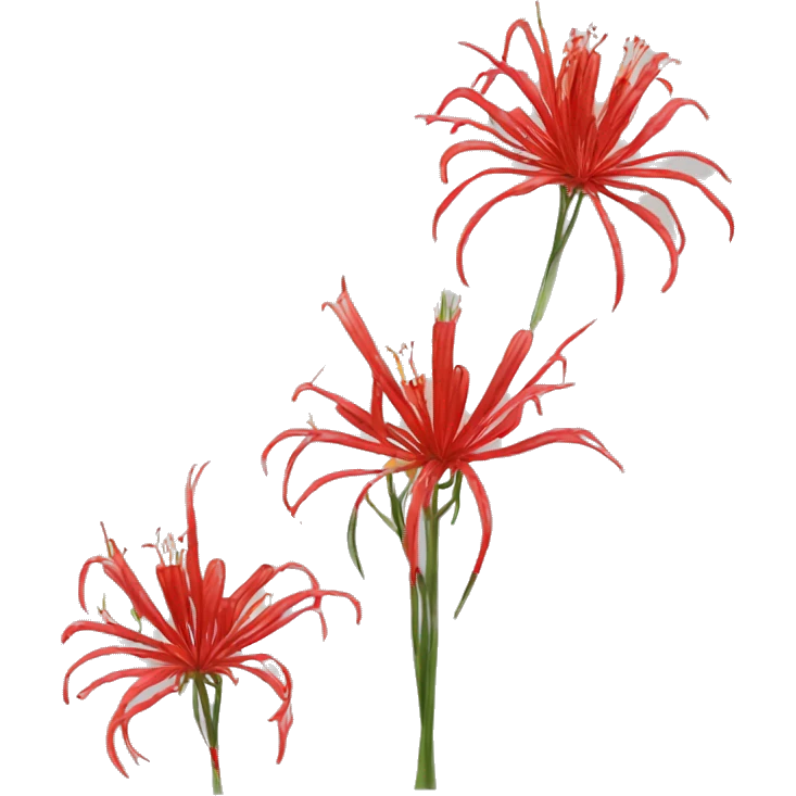 Red spider lily emoji