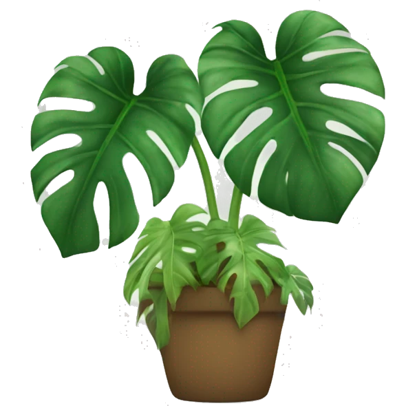 Monstera Albo emoji