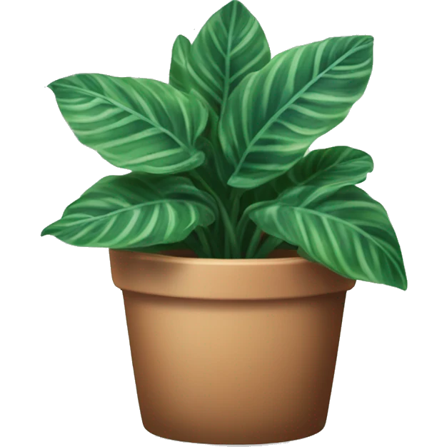 potted house plant, calathea orbifolia emoji