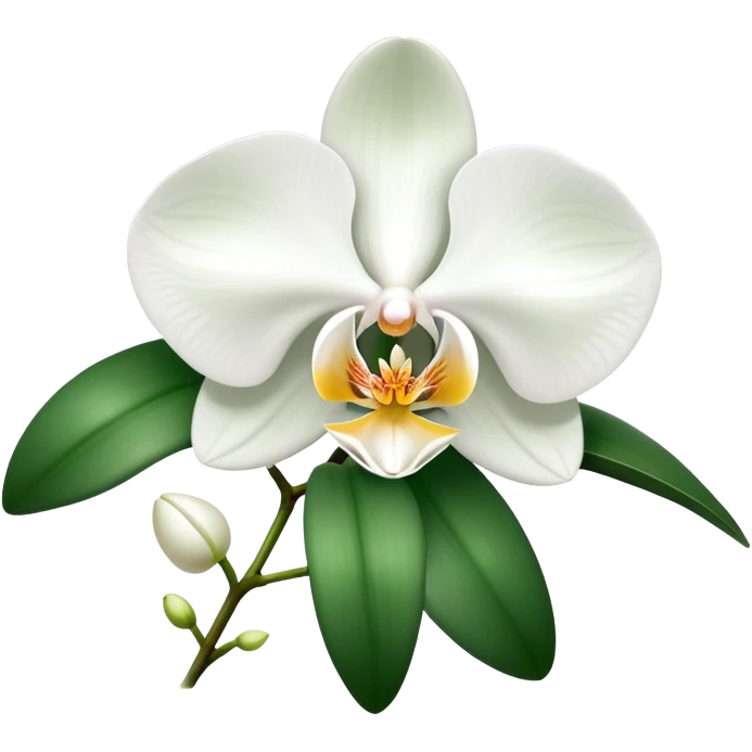 Elegant phalaenopsis moth orchid with white blooms and two visible green leaves at the base emoji