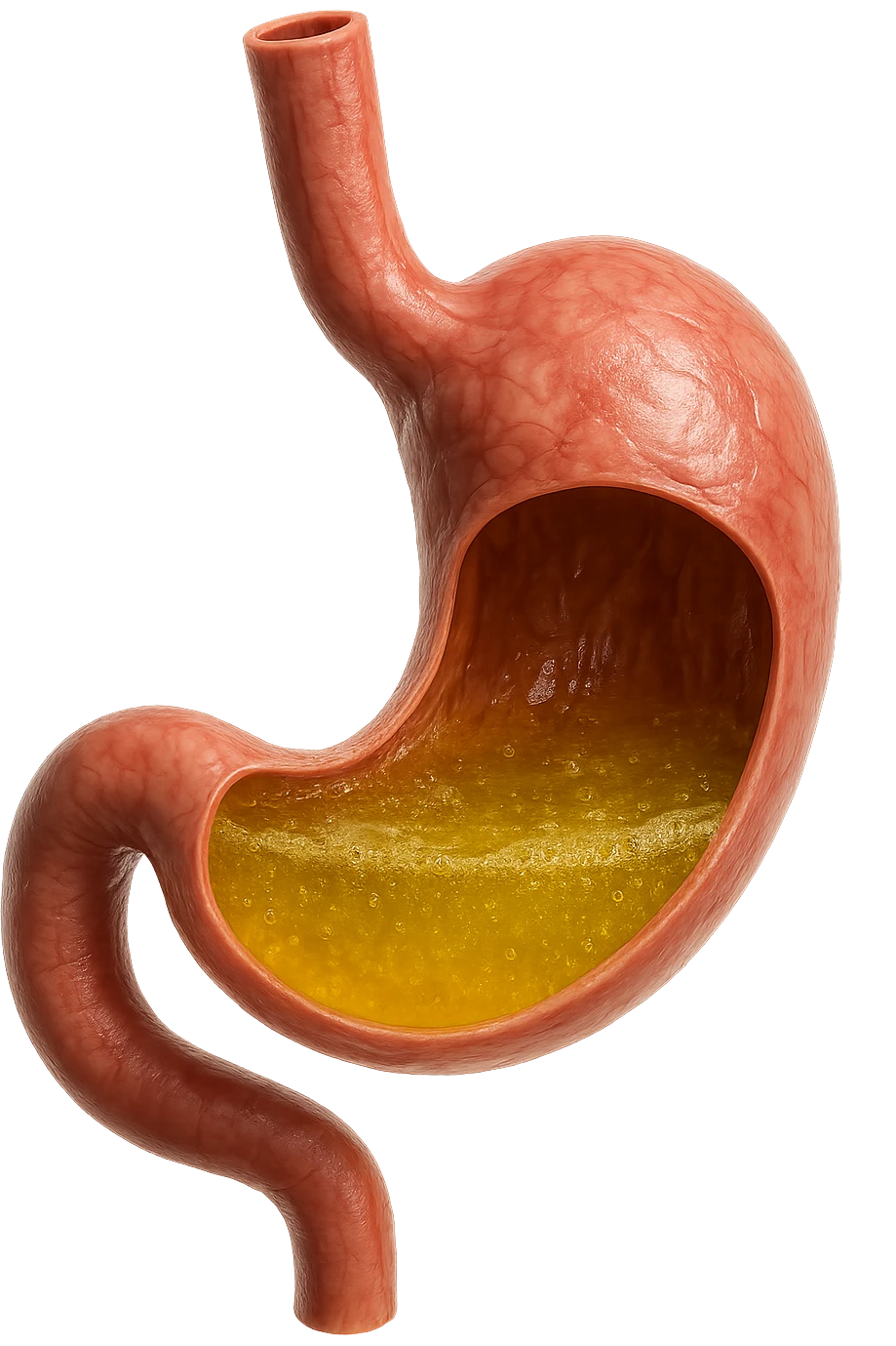 STOMACO ANATOMICO UMANO CON ACIDO GIALLO ALL'INTERNO
IPERREALISTICO 4K, SFONDO BIANCO emoji