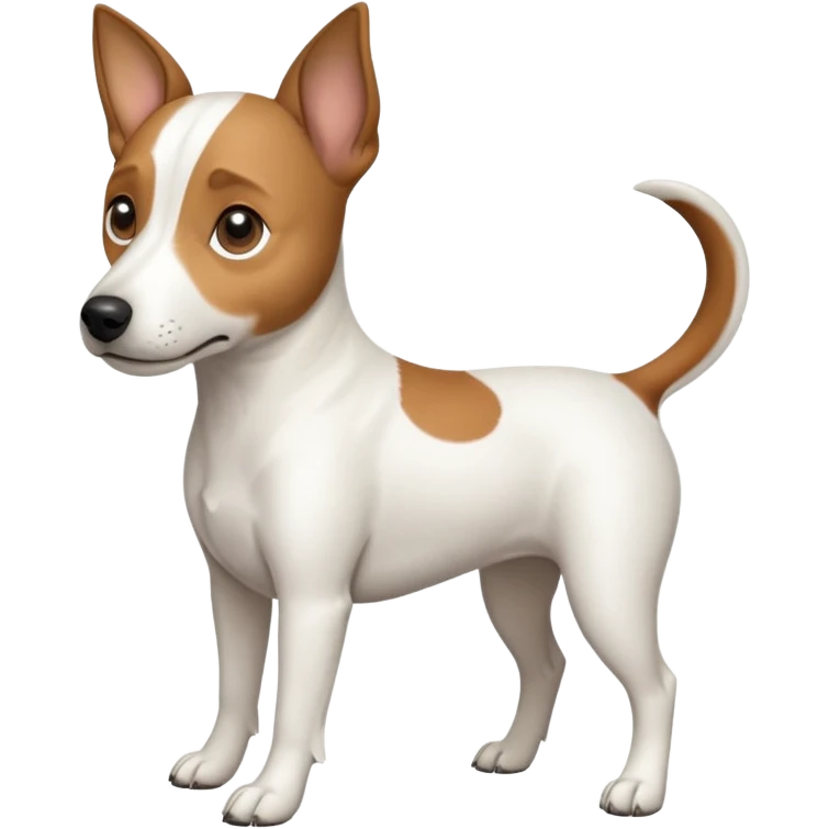a full body white jack russel looking dog the size of a kelpie with light brown ears and a light brown patch on one eye, flopped down ears and a large snout emoji