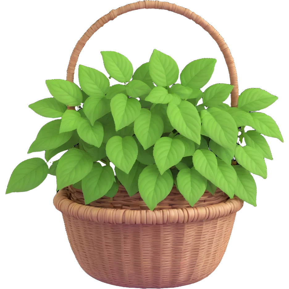 Plectranthus Verticillatus with trailing vines and extremely round circular penny-shaped leaves in a coconut fiber basket emoji