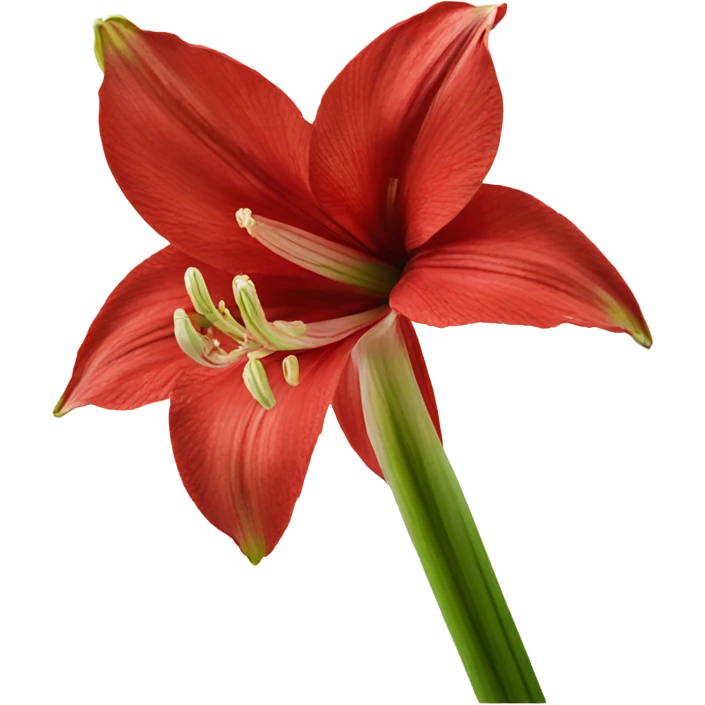 Amaryllis bloom emoji