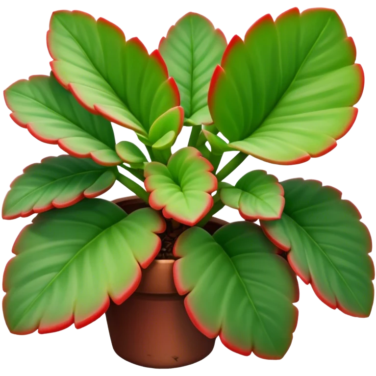 Crassula Ovata Golum with cilindric leaves emoji