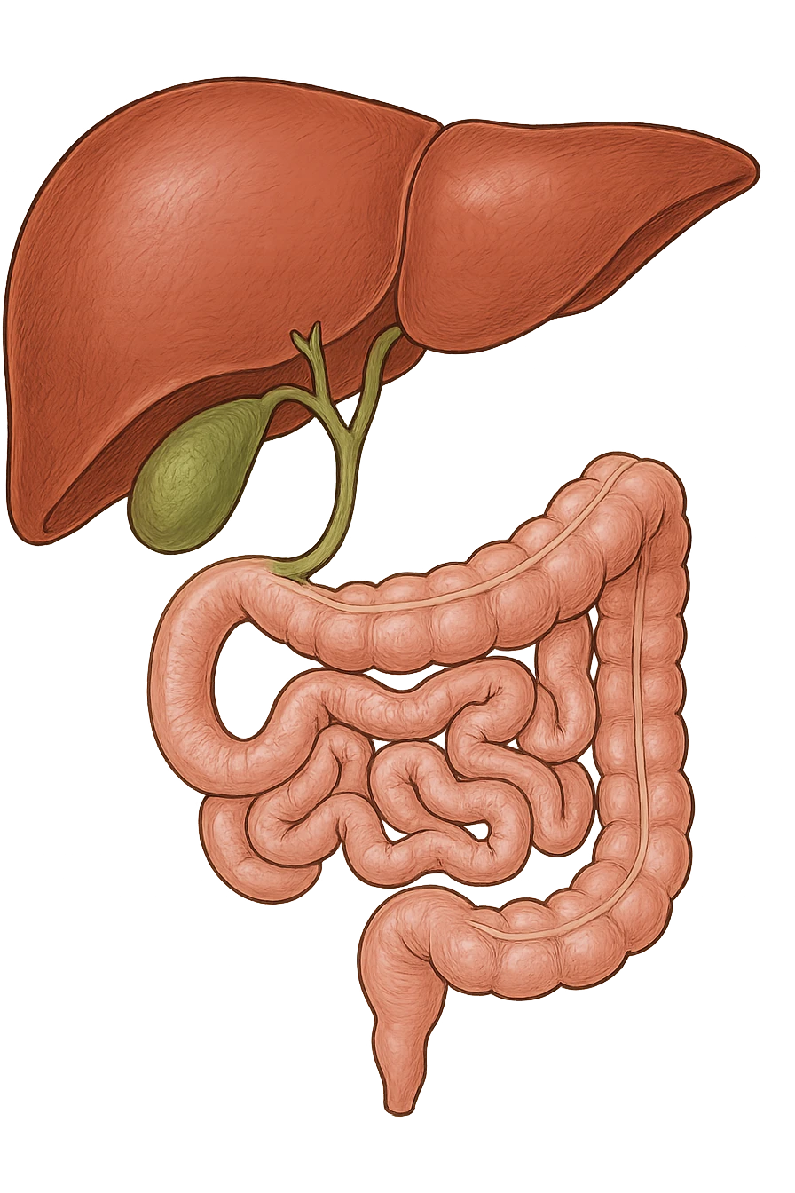 Connessione, fegato , intestino e cistifellea emoji