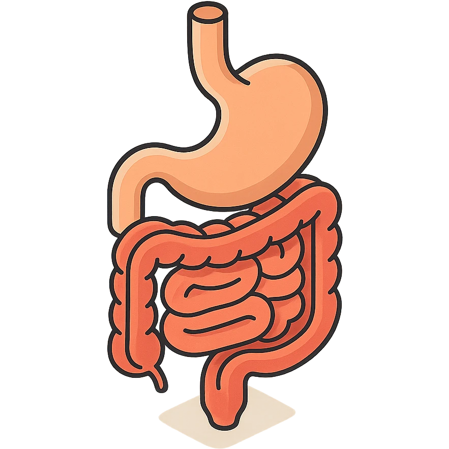 intestine with stomach, 2D isometric style, minimalist background, soft shadows and highlights, transparent background emoji