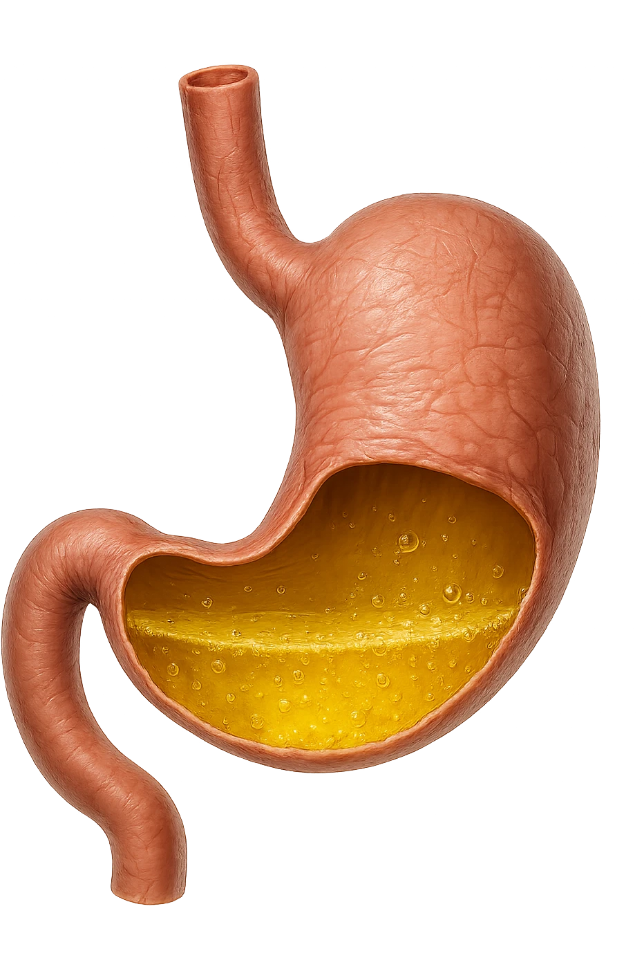 STOMACO ANATOMICO UMANO CON ACIDO GIALLO ALL'INTERNO
IPERREALISTICO 4K, SFONDO BIANCO emoji