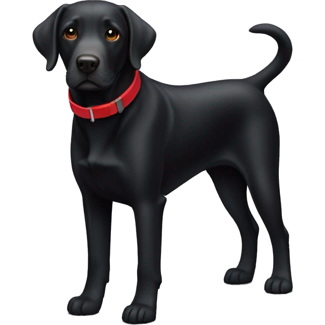 Black Labrador dog with red collar  emoji